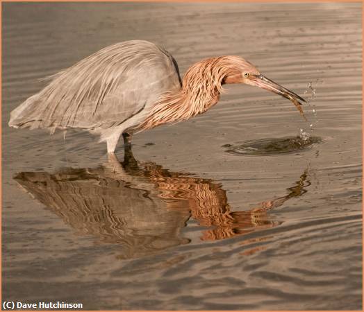 Missing Image: i_0080.jpg - Reddish Egret With Shrimp