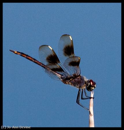Missing Image: i_0081.jpg - Dragon Fly