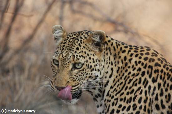 Missing Image: i_0082.jpg - HUNGRY LEOPARD