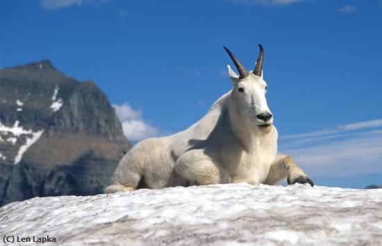 Missing Image: i_0084.jpg - Mountain Goat