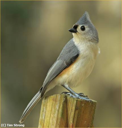 Missing Image: i_0007.jpg - Tufted Titmouse