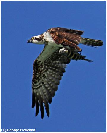 Missing Image: i_0010.jpg - Osprey with Dinner