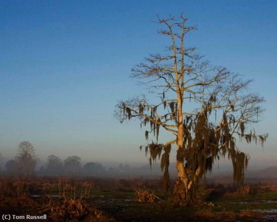 Missing Image: i_0011.jpg - Golden Morning