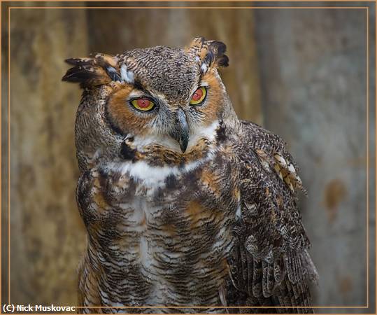 Missing Image: i_0013.jpg - Great-Horned-Owl