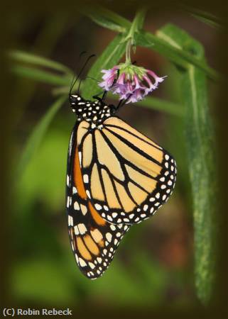 Missing Image: i_0019.jpg - MONARCH #2