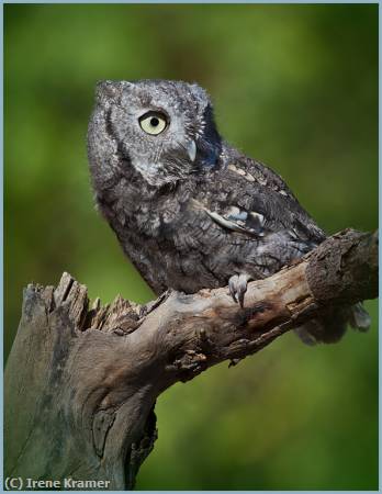 Missing Image: i_0020.jpg - Screech Owl Grey Phase