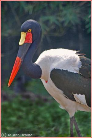 Missing Image: i_0021.jpg - Stork