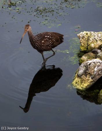 Missing Image: i_0028.jpg - Wading Limpkin