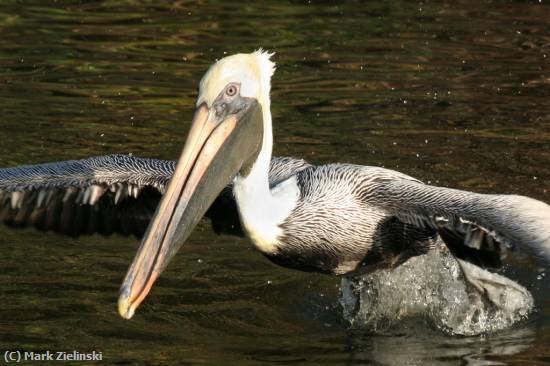 Missing Image: i_0030.jpg - Pelican Taking Off 1