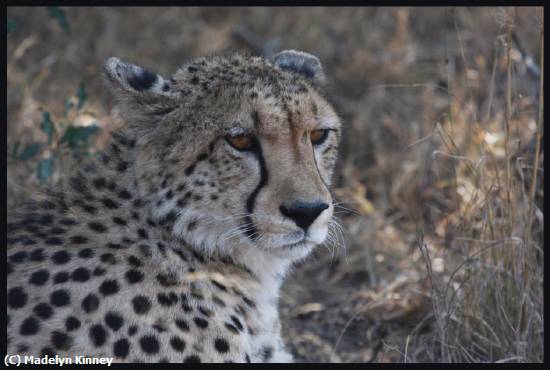 Missing Image: i_0031.jpg - Cheetah at Rest