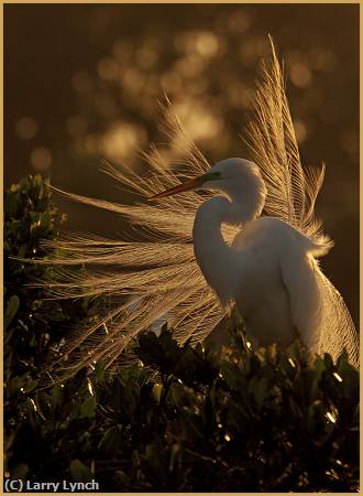 Missing Image: i_0041.jpg - Great Egret at Sunset