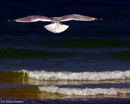 Missing Image: i_0043.jpg - Ocean Flight