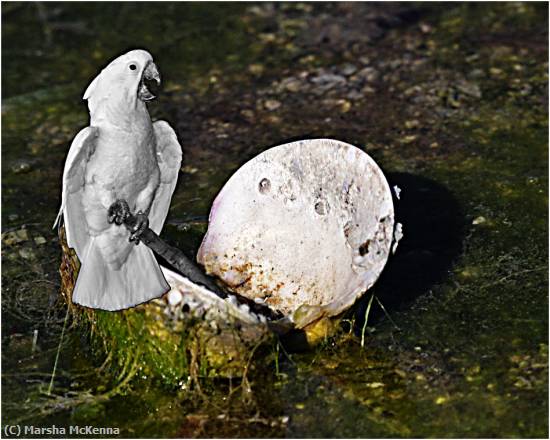 Missing Image: i_0063.jpg - Parrot on the Half Shell