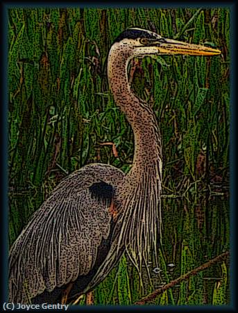 Missing Image: i_0073.jpg - Great Blue Heron