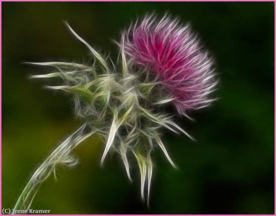 Missing Image: i_0080.jpg - Wavy-Leaf Thistle