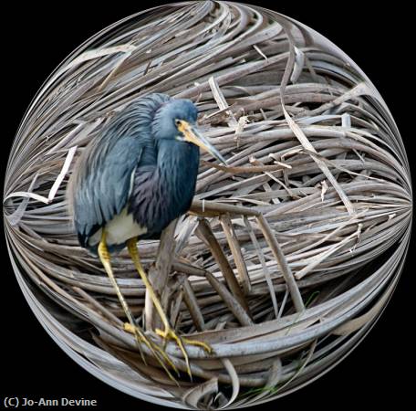 Missing Image: i_0081.jpg - Heron Paperweight