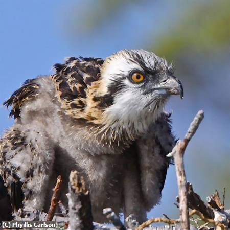 Missing Image: i_0002.jpg - BABY OSPREY- jpg.