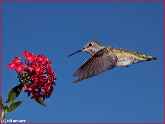 Missing Image: i_0018.jpg - Blue-throated Hummer