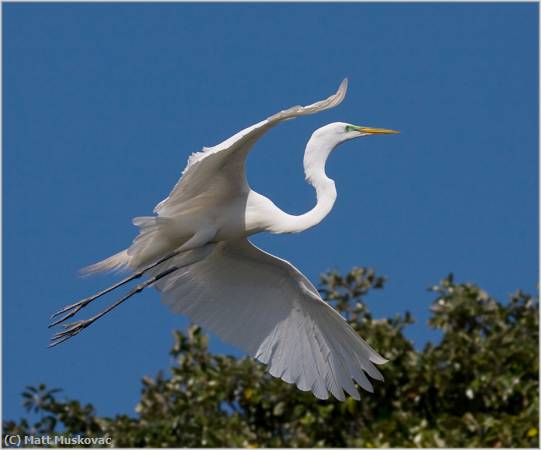 Missing Image: i_0020.jpg - Great Egret Flying