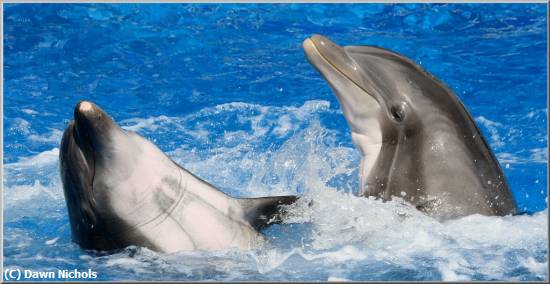 Missing Image: i_0021.jpg - Playful Dolphins