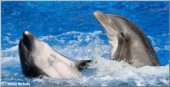 Missing Image: i_0021.jpg - Playful Dolphins