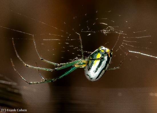 Missing Image: i_0034.jpg - SheetWebWeaver