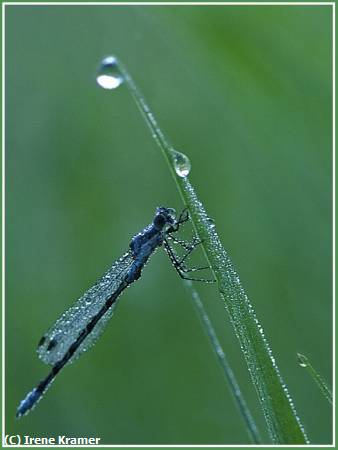 Missing Image: i_0041.jpg - Dewy Damselfly on Sawgrass