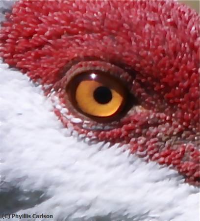 Missing Image: i_0044.jpg - SANDHILL CRANE EYE-jpg.