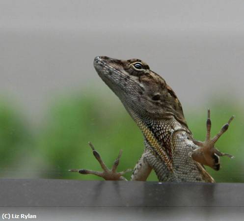 Missing Image: i_0048.jpg - Peeping Tom Gecko