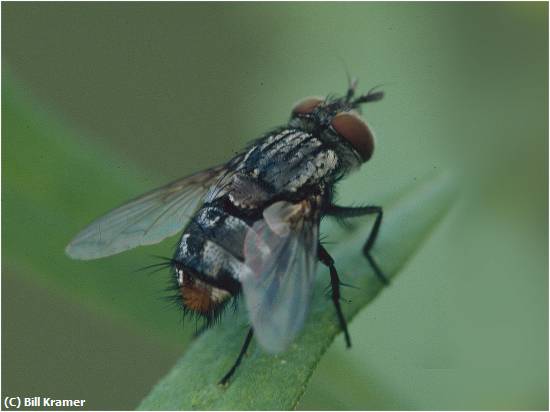 Missing Image: i_0055.jpg - Tachinid-Fly