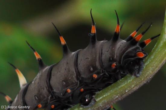 Missing Image: i_0057.jpg - Black Caterpillar