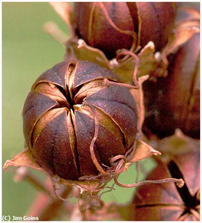 Missing Image: i_0059.jpg - Crepe Myrtle Pod