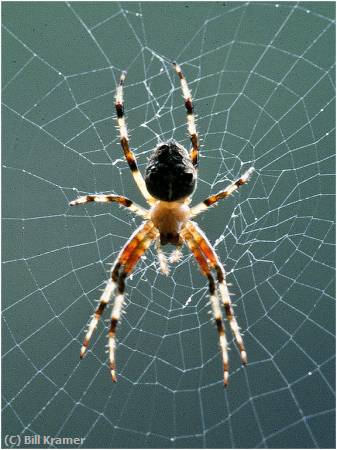 Missing Image: i_0065.jpg - Argiope-Spider