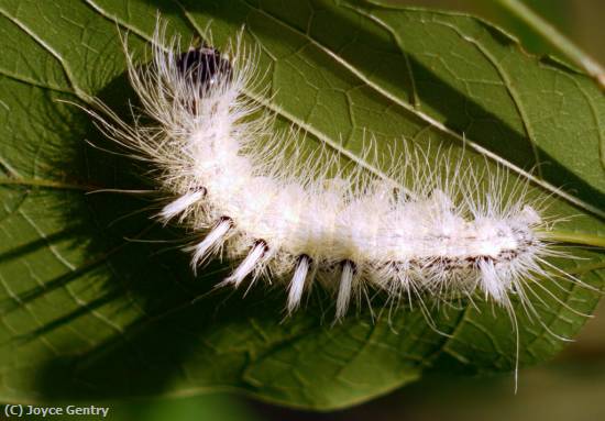 Missing Image: i_0067.jpg - White Caterpillar