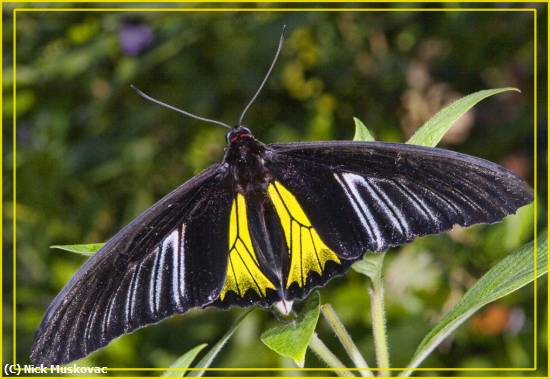 Missing Image: i_0018.jpg - BirdWing