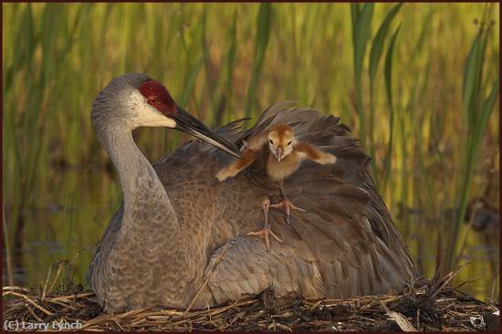 Missing Image: i_0019.jpg - Sandhill Crane with Chic