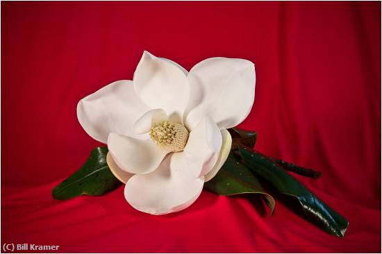 Missing Image: i_0023.jpg - Magnolia Blossum