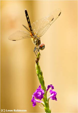 Missing Image: i_0025.jpg - Acrobatic Dragonfly