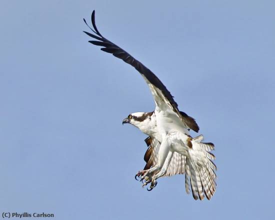 Missing Image: i_0026.jpg - Osprey Landing-jpg