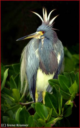 Missing Image: i_0033.jpg - Tri-Colored Heron