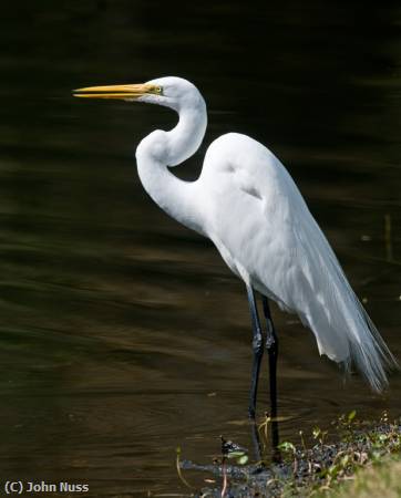 Missing Image: i_0003.jpg - Elmer Egret