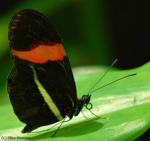 Missing Image: i_0006.jpg - Butterfly on Leaf