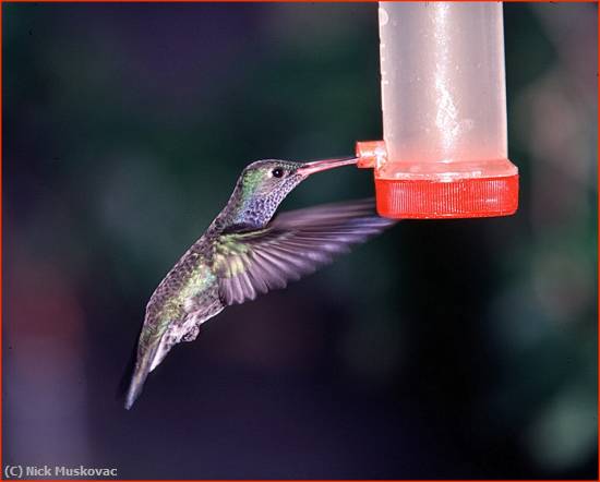 Missing Image: i_0014.jpg - Humming Bird Feeding