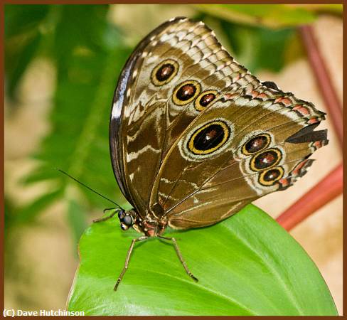 Missing Image: i_0021.jpg - Owl-Butterfly