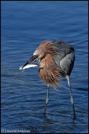 Missing Image: i_0023.jpg - Reddish Egret Meal Time