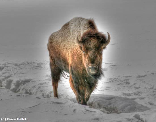 Missing Image: i_0024.jpg - LONE BUFFALO