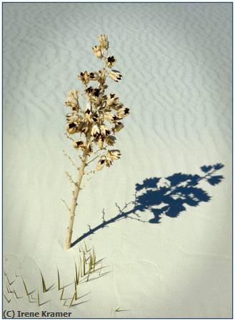 Missing Image: i_0025.jpg - Desert Shadows -- Yucca