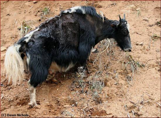 Missing Image: i_0038.jpg - Looking Up To Yak