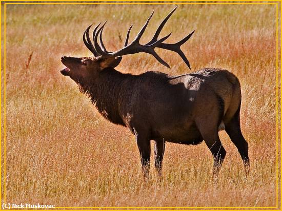 Missing Image: i_0040.jpg - The Bugling Elk