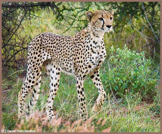 Missing Image: i_0041.jpg - Cheetah-Hunting